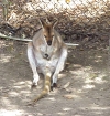 'Roo meditating