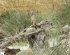 Meerkat