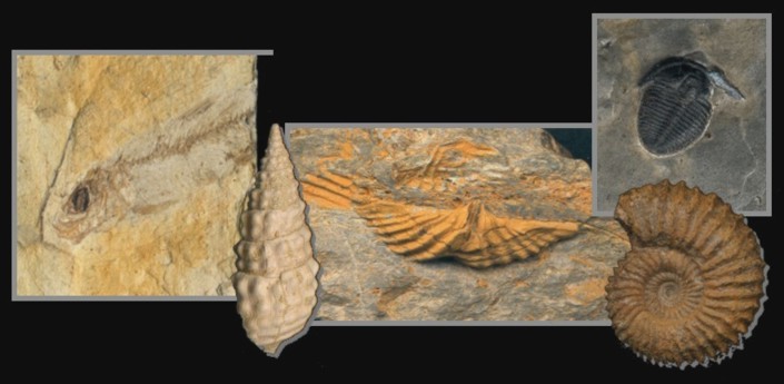 OKNO V UDOVIT SVET FOSILOV IN PALEONTOLOGIJE