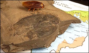 Fossil: Ohio State University