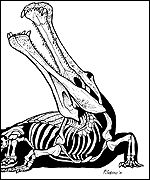 Super-crocodile skeleton, Science