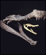 Sarcosuchus imperator skulls, Science