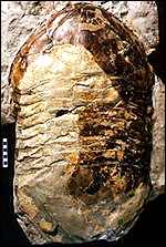 Trilobite Manitoba Museum of Man and Nature