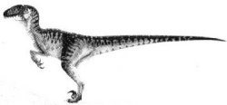 Velociraptor