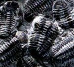 Trilobites fosilizados.