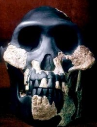 Australopithecus