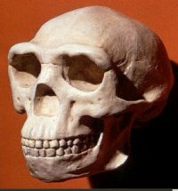 Homo erectus