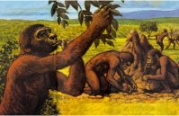Auatralopithecus robustus