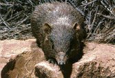Bandicut