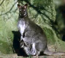 Canguro