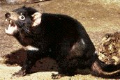 Demonio de Tasmania