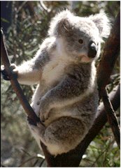 Koala