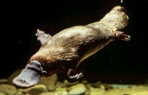 Monotrema (ornitorrinco)