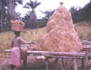Drying Rice1.JPG (135966 bytes)