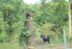 Masons_Goats.JPG (195534 bytes)