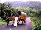 Bullock Cart.