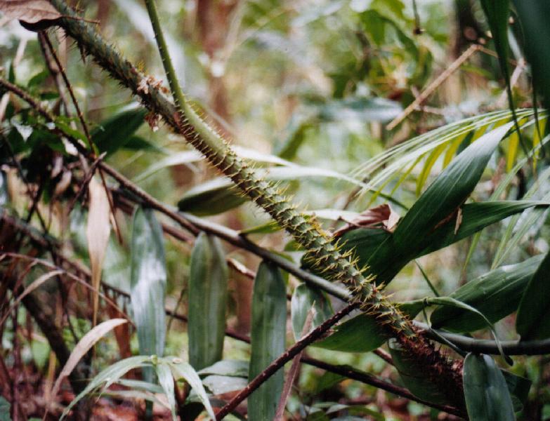 Calamus Moti