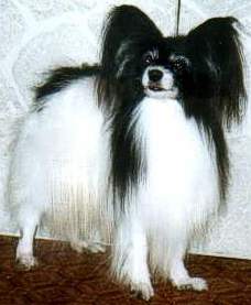 Sontinis Topaz
