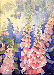 Foxgloves