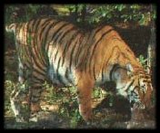 Tyger