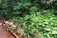 Rainforest, Brindle Creek, New South Wales