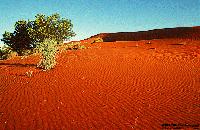 Sandhills, Windorah, Central West Queensland