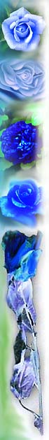 Blue Rose Bar