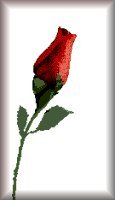 A Rose Bud, a symbol of love