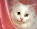 meow