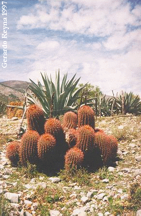 Viznaga Roja y Maguey, Zaragoza NL, Mxico 1997, gsrc