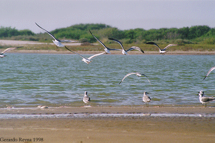 Gaviota de asombro, La Pesca Tamps. Mxico, gsrc