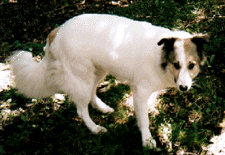 Jesse 2001