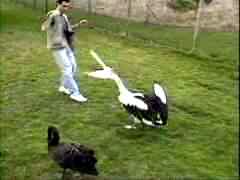 picture of vpelli01.avi
