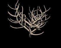 branch01