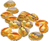 shells featuring matching pictures