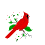 pajarito-bird