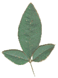 three leaves
