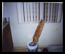Pasha looking out the window at birds