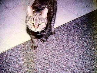 #kitty grey cat