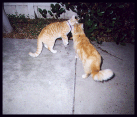 Smelling Lucky