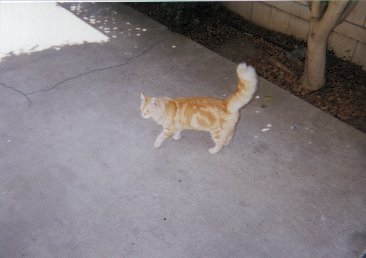 pasha in the yard