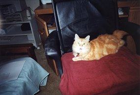pasha_in_puterroom_onmychair.jpg (12235 bytes)