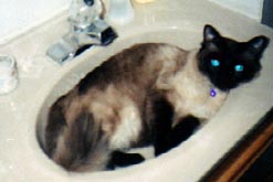 Sam in the sink. 