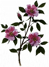 Provincial Flower - Wild Rose
