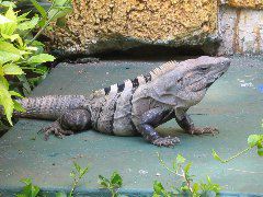 Iguana