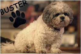 The Paul O'Grady Show Buster card