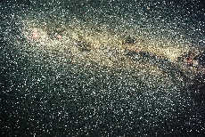 Southern Milky Way thumb 