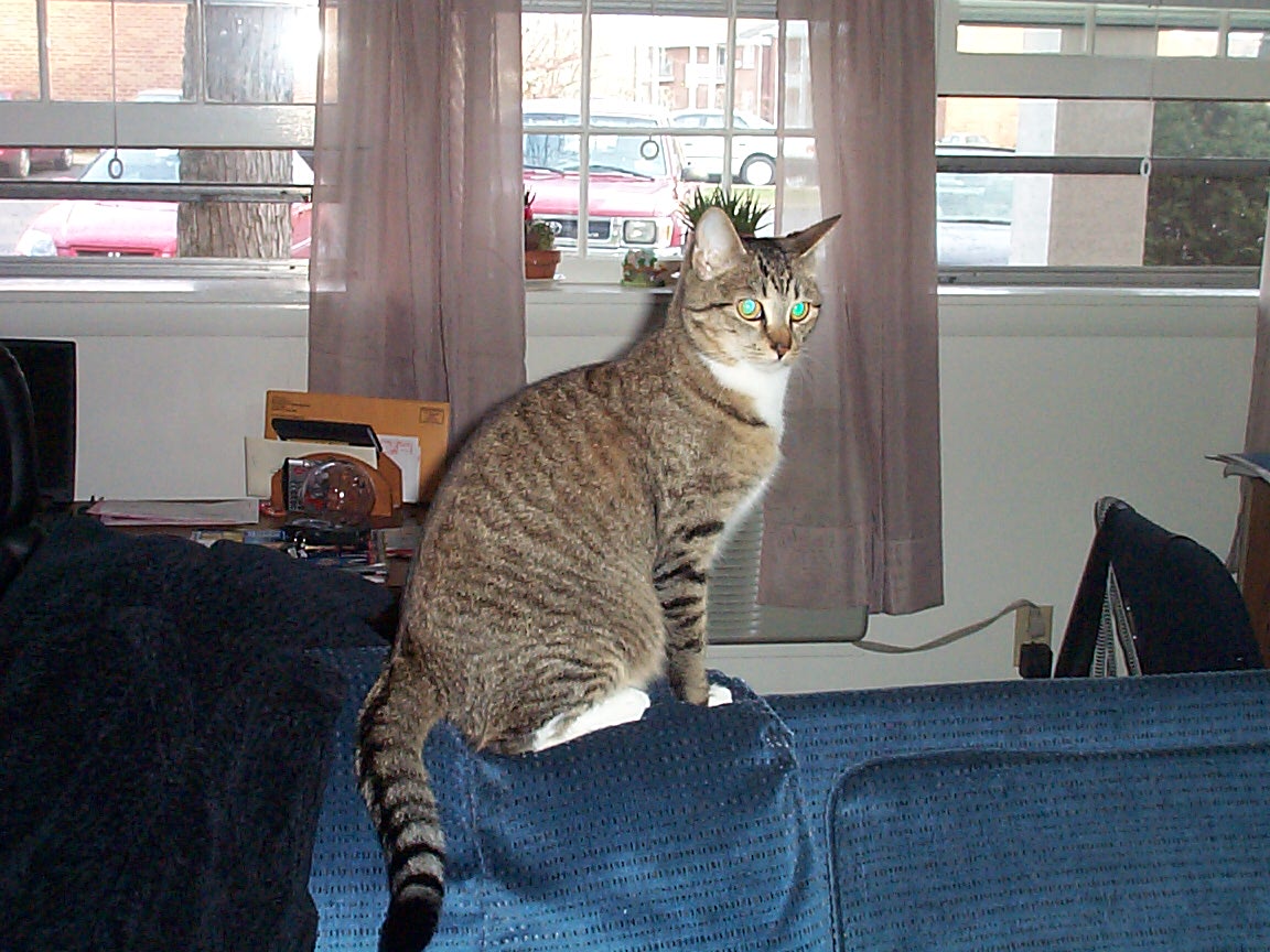 Scooby on the Couch