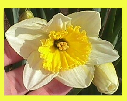 daffodils