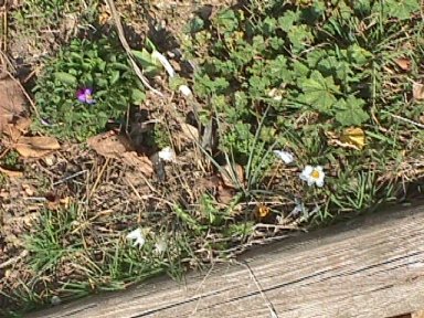 crocus